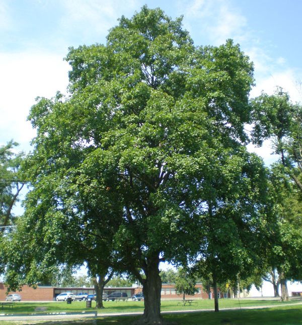 Oregon Trail® Sugar Maple Natorp's Online Plant Store