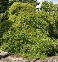 Viridis Green Laceleaf Japanese Maple | Natorp's Online Plant Store