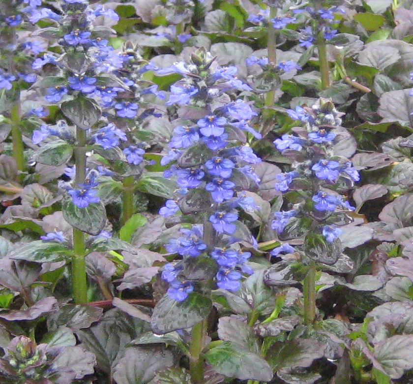 Catlins Giant Bugleweed 