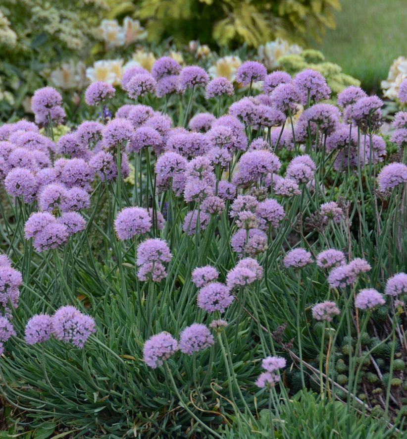 Blue Eddy Ornamental Onion Natorp's Online Plant Store