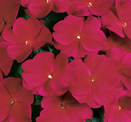 Sonic Deep Purple NG Impatiens | Natorp's Online Plant Store