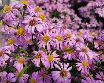 Wood's Pink Aster | Natorp's Online Plant Store