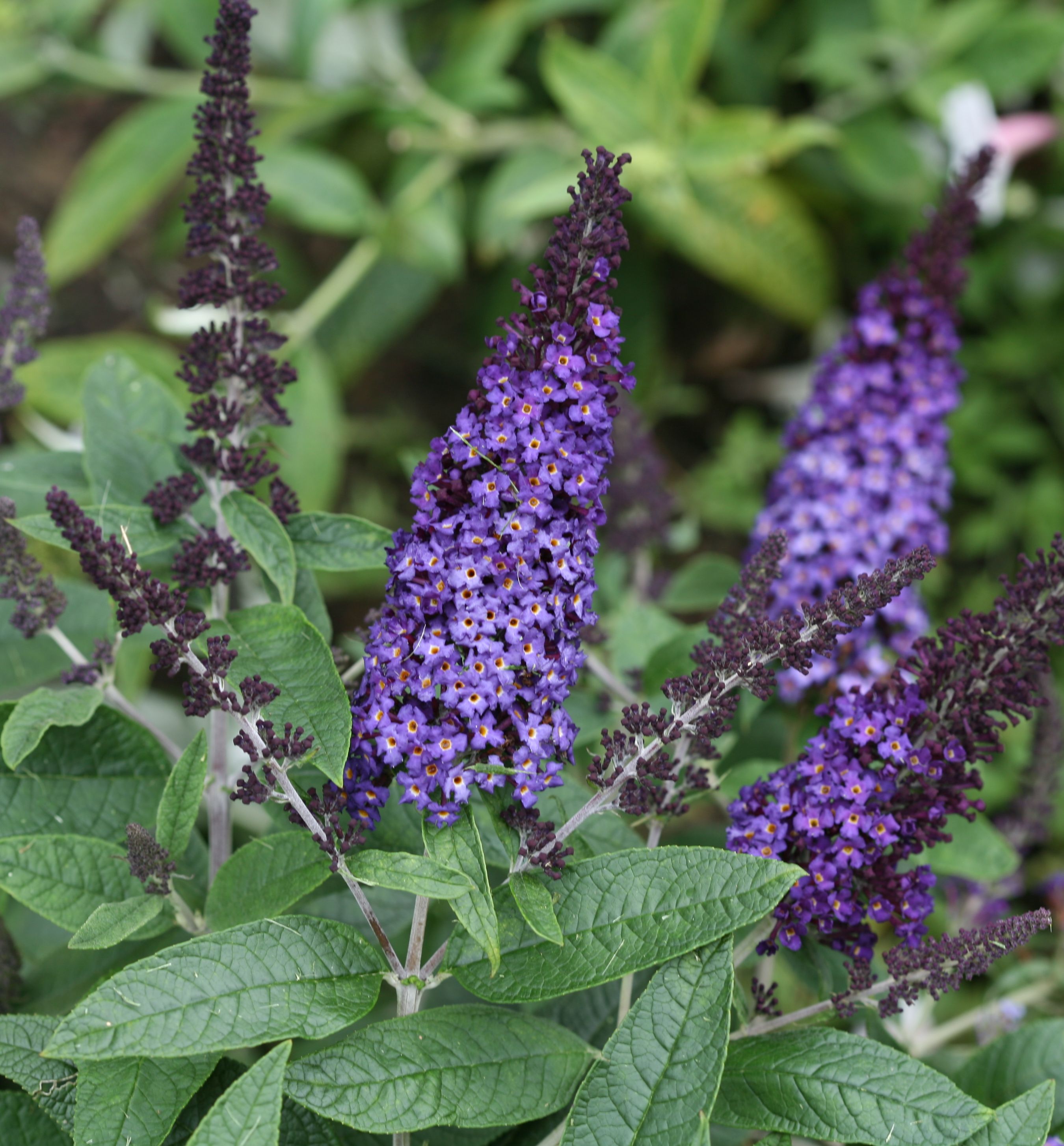 Pugster Blue® Butterfly Bush Natorp's Online Plant Store