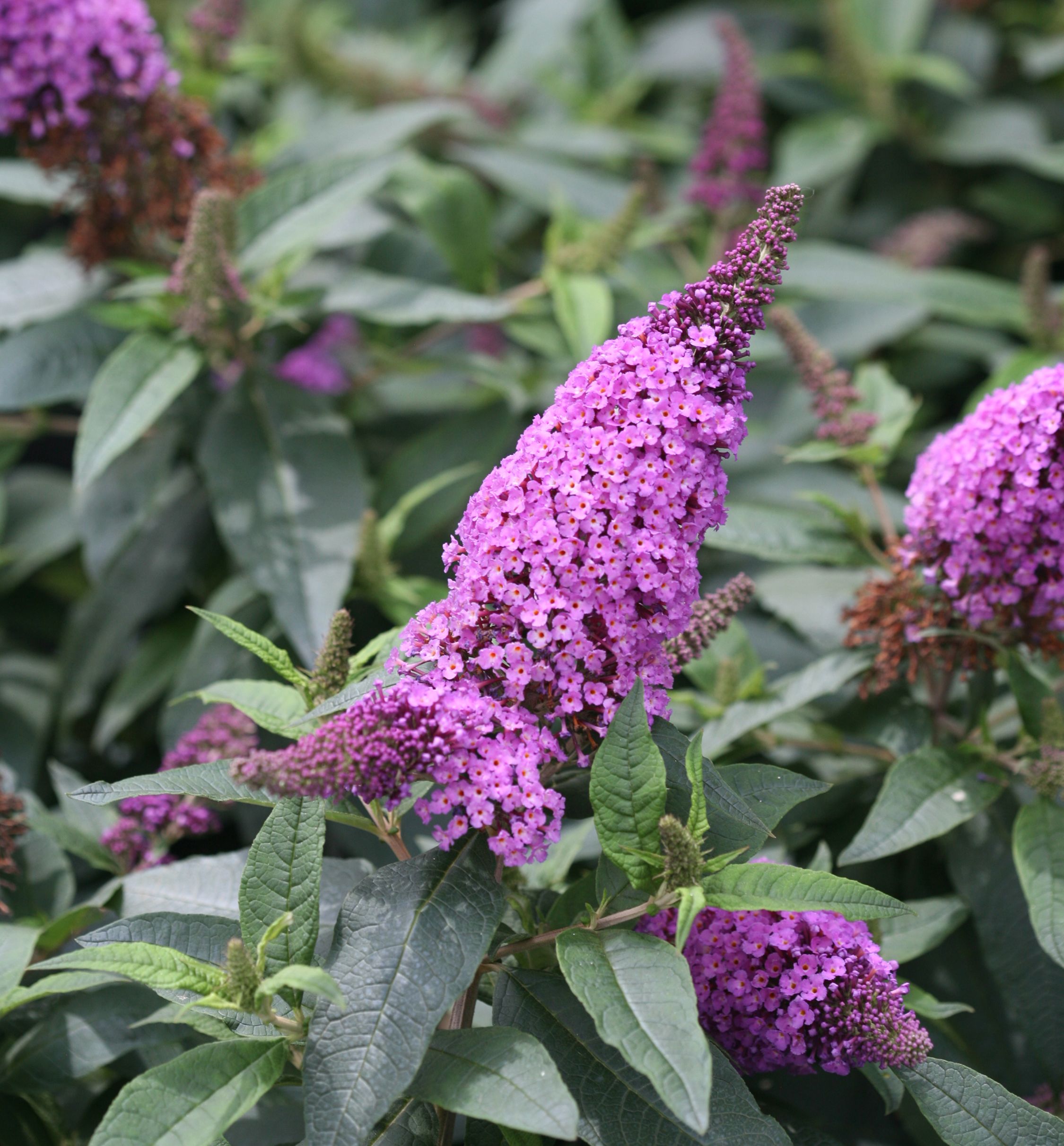 Pugster Periwinkle® Butterfly Bush Natorp's Online Plant Store