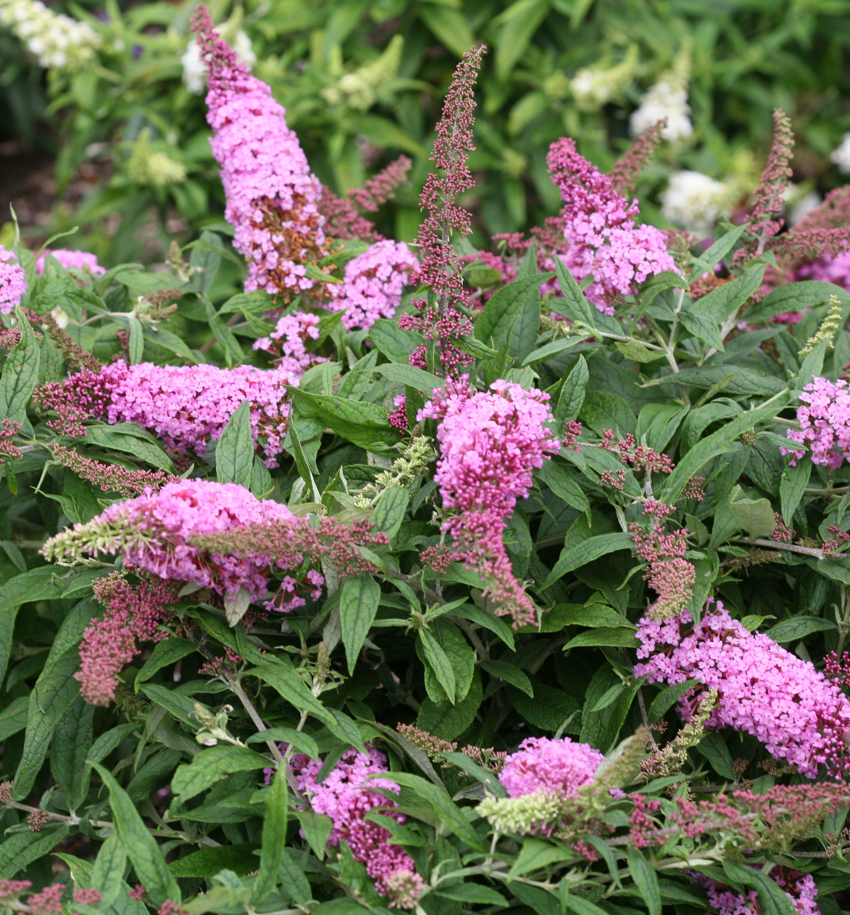 Pugster Pink Butterfly Bush | Natorp's Online Plant Store