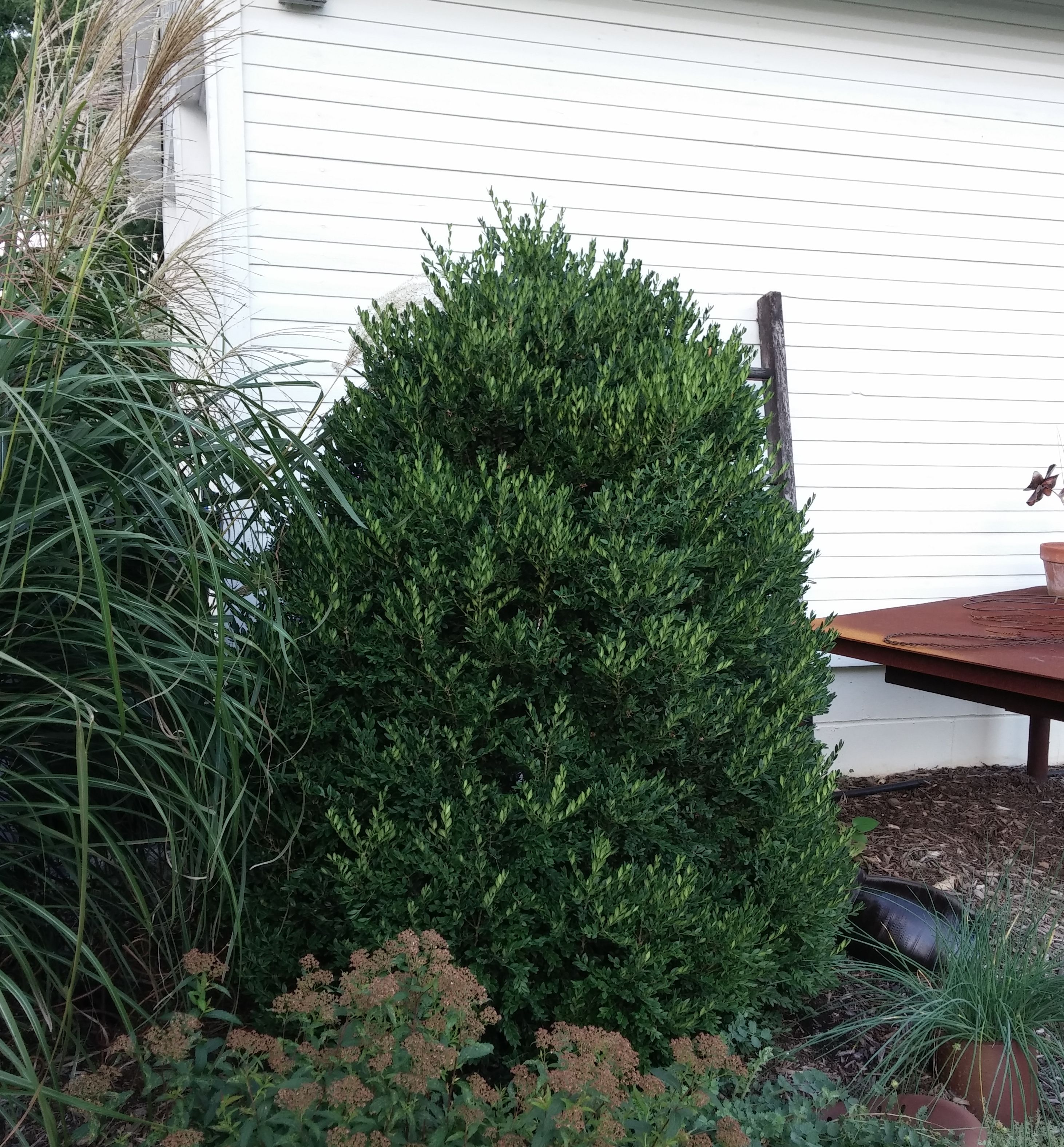 Green Mountain Upright Boxwood Cone 