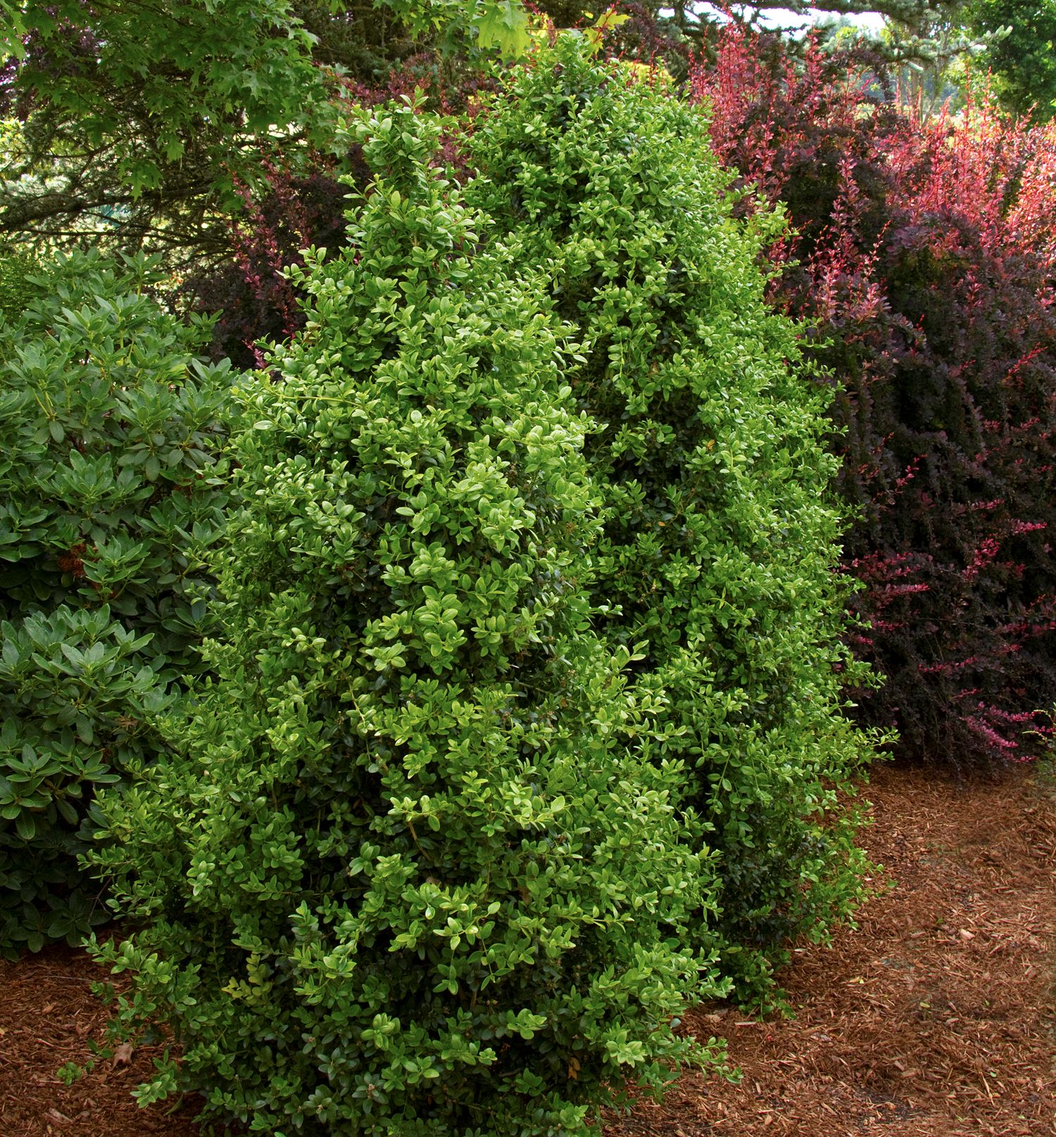 Green Tower® Upright English Boxwood Natorp's Online Plant Store