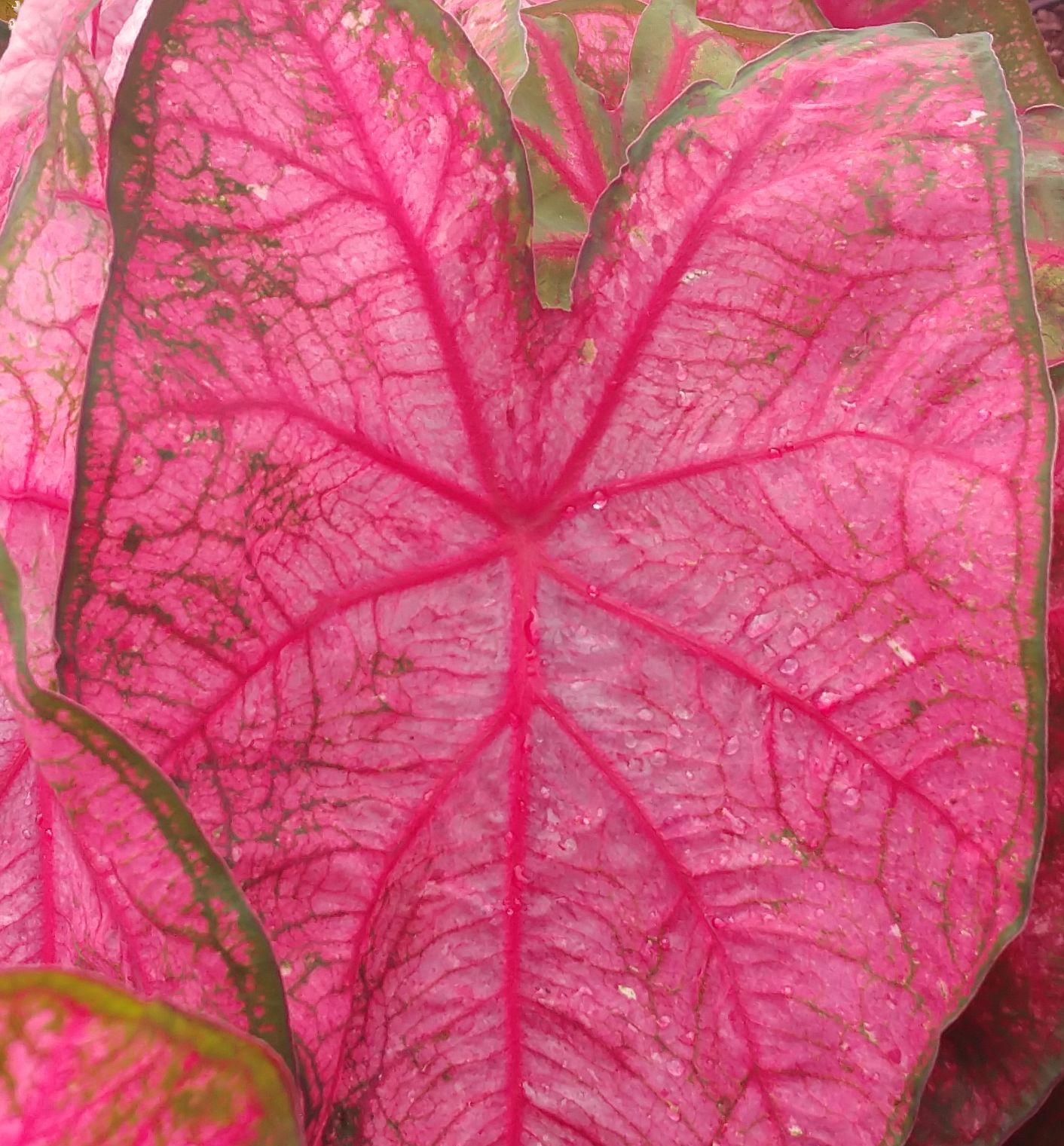 Flamingo Caladium Natorp's Online Plant Store