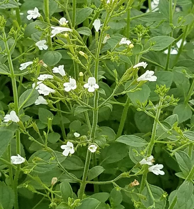 White Cloud Calamint | Natorp's Online Plant Store
