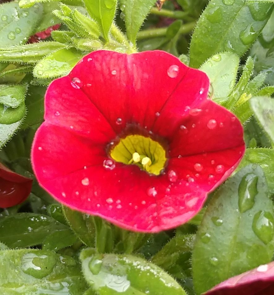 Aloha Kona Dark Red Calibrachoa Natorp's Online Plant Store