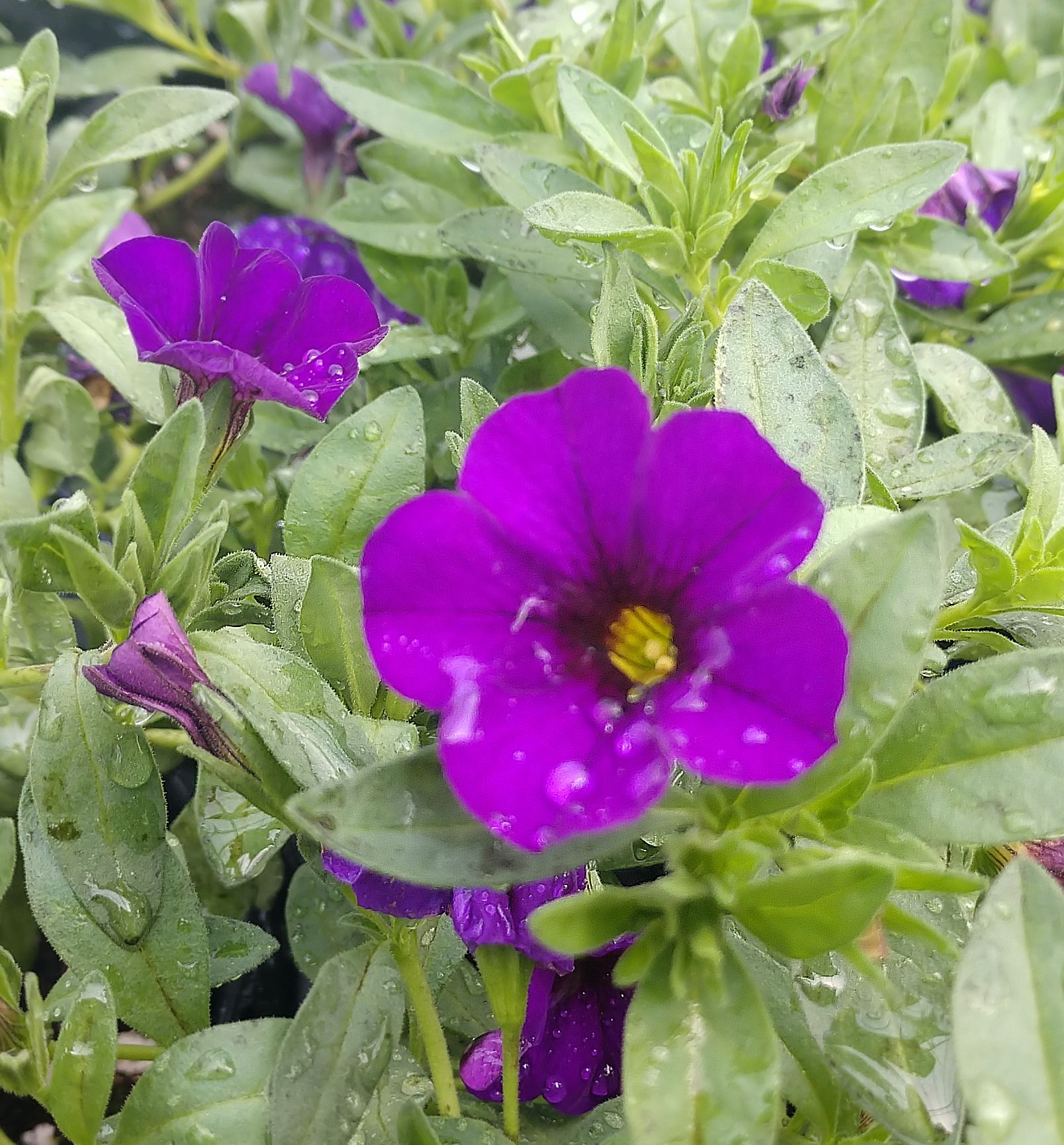 Aloha Kona True Blue Calibrachoa Natorp's Online Plant Store