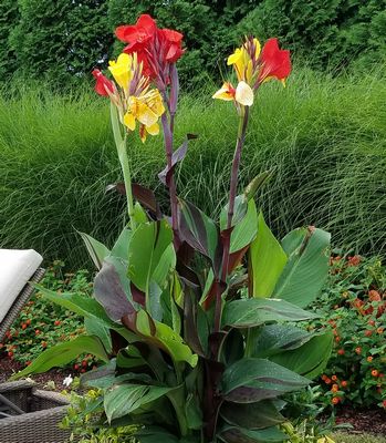 Cleopatra Canna | Natorp's Online Plant Store