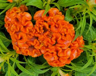 Twisted Dark Orange Celosia | Natorp’s Online Plant Store