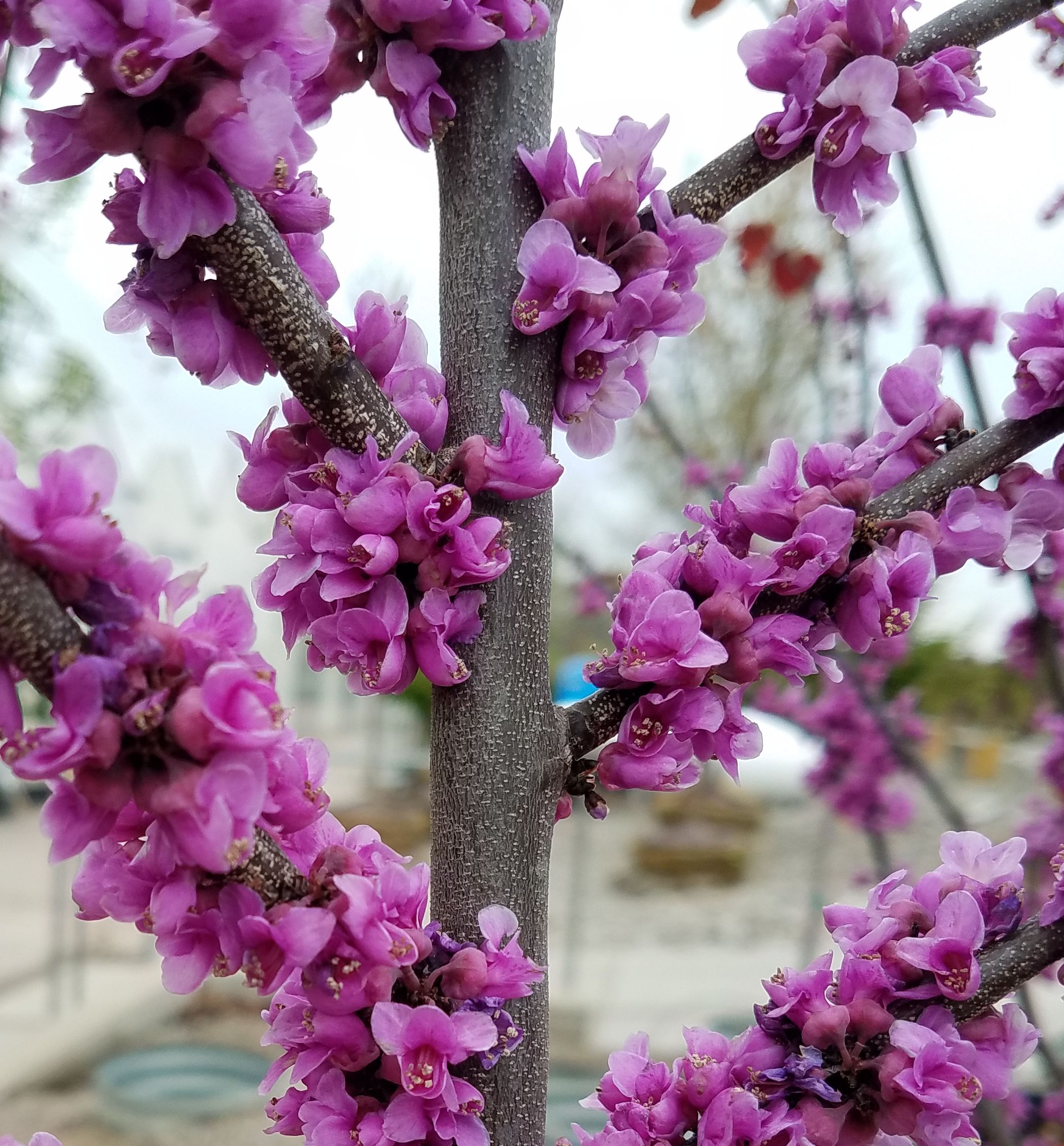 Little Woody Redbud Natorps Online Plant Store