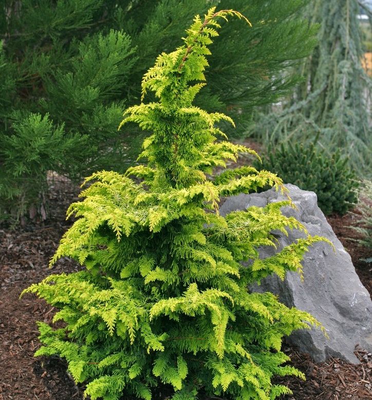 Fernspray Gold Hinoki Falsecypress | Natorp's Online Plant Store