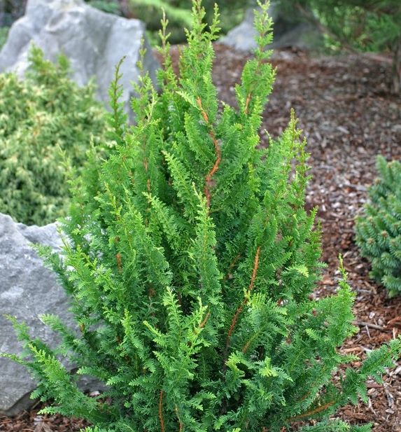 Compact Filicoides Hinoki Falsecypress | Natorp's Online Plant Store