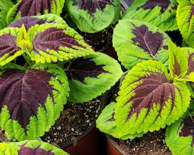 Lime Sprite Kong Coleus | Natorp&rsquo;s Online Plant Store