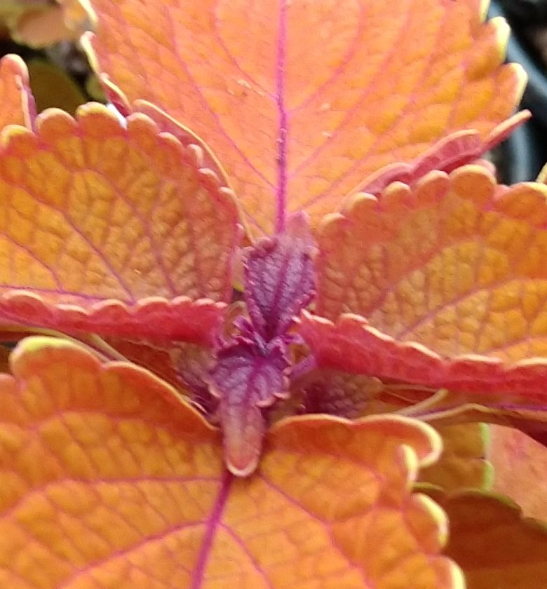 Mainstreet Wall Street Coleus Natorp's Online Plant Store