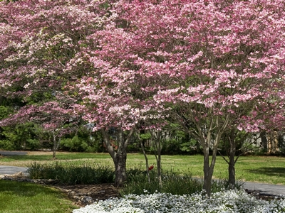 Pink Dogwood | Natorp's Online Plant Store