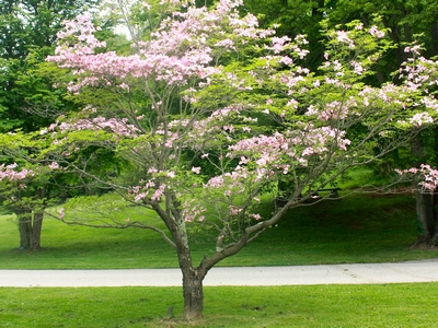 Stellar Pink® Dogwood | Natorp's Online Plant Store