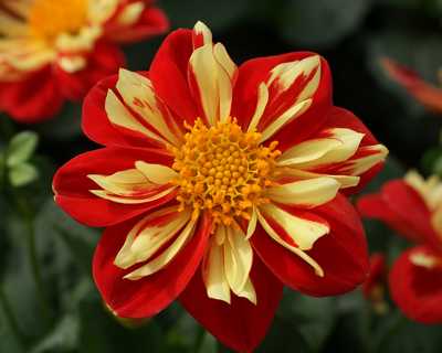 Starsister Scarlet & Yellow Dahlia | Natorp’s Online Plant Store