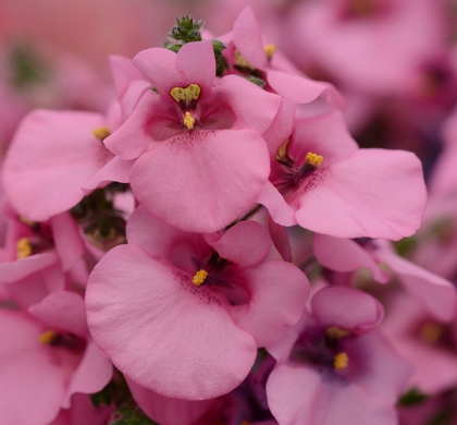 Juliet Pink Diascia 