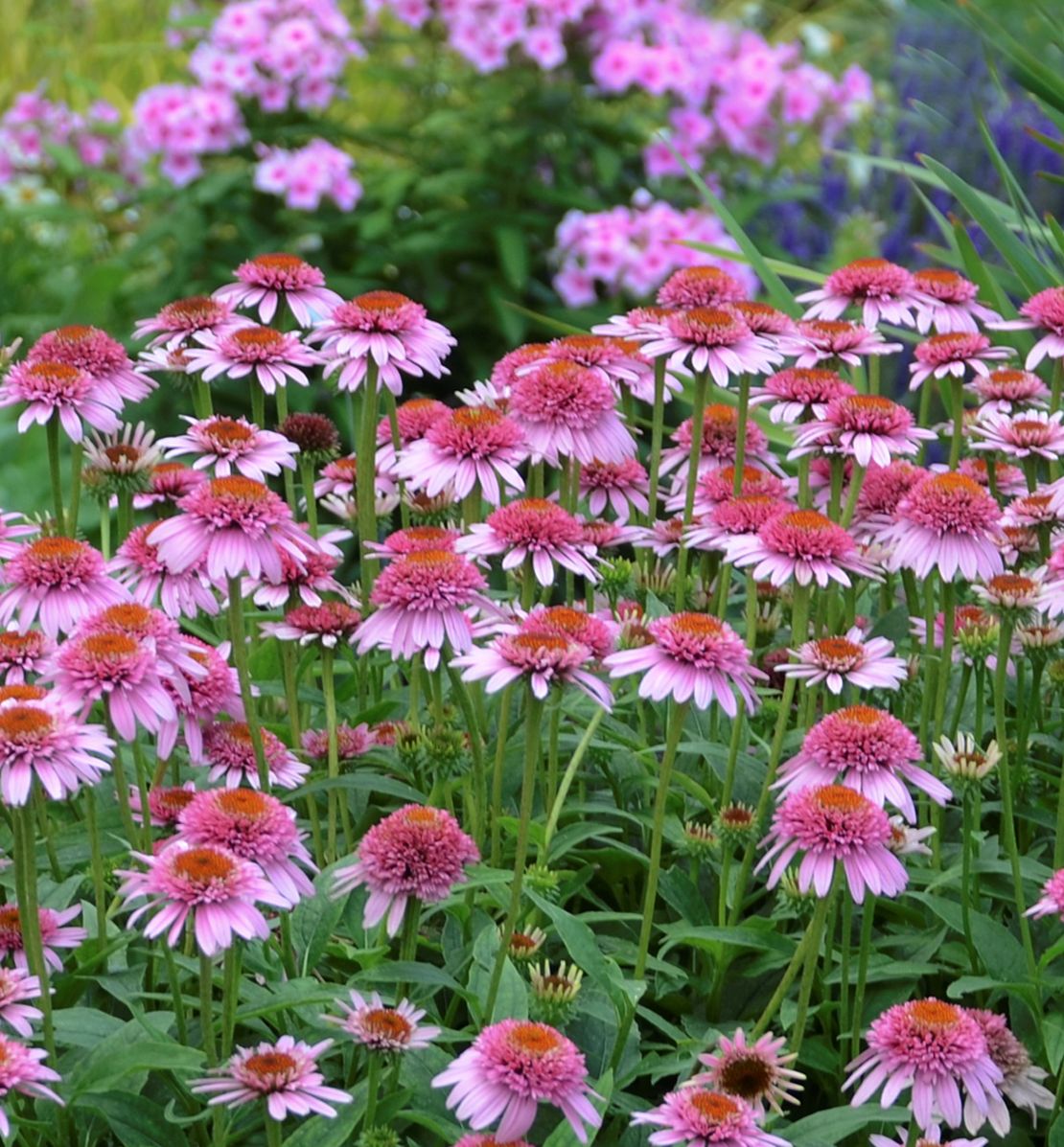 Butterfly Kisses Purple Coneflower Natorp's Online Plant Store