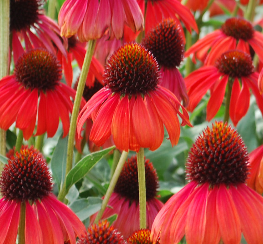 Firebird Coneflower 