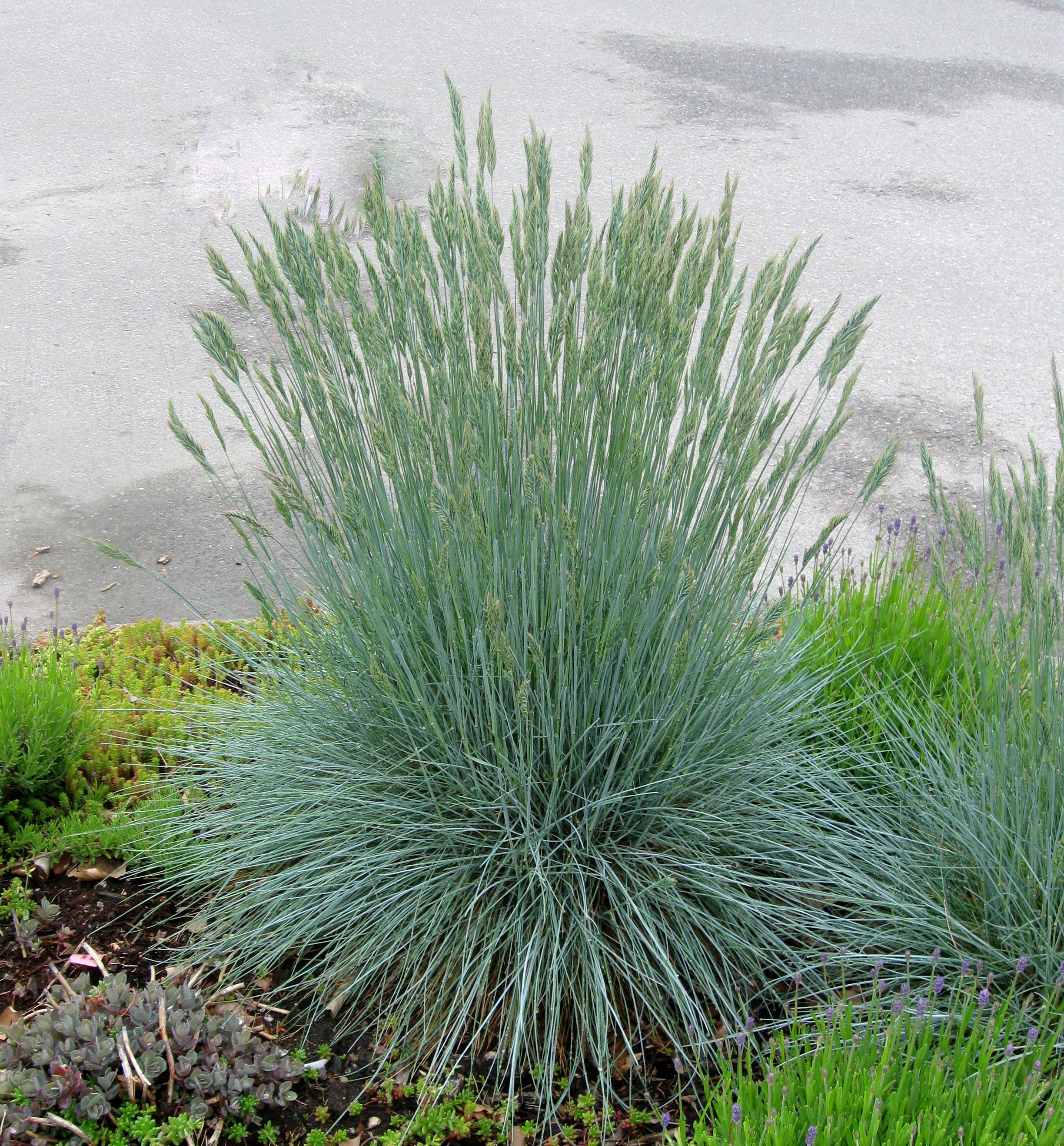 Beyond Blue™ Fescue 