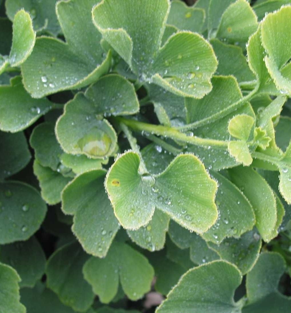 Jade Butterflies Ginkgo Natorp's Online Plant Store