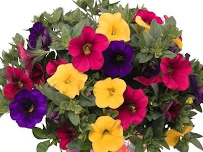 Confetti Garden® Hawaiian Nani Hilo | Natorp's Online Plant Store