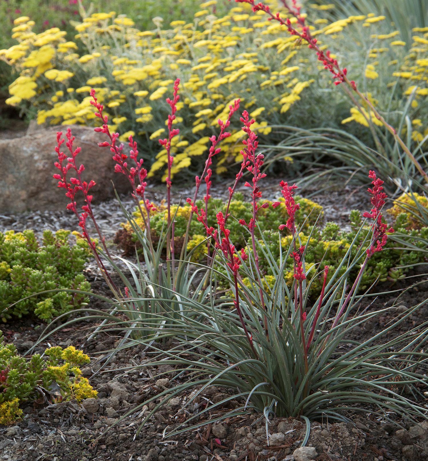 Brakelights Red False Yucca Natorp's Online Plant Store