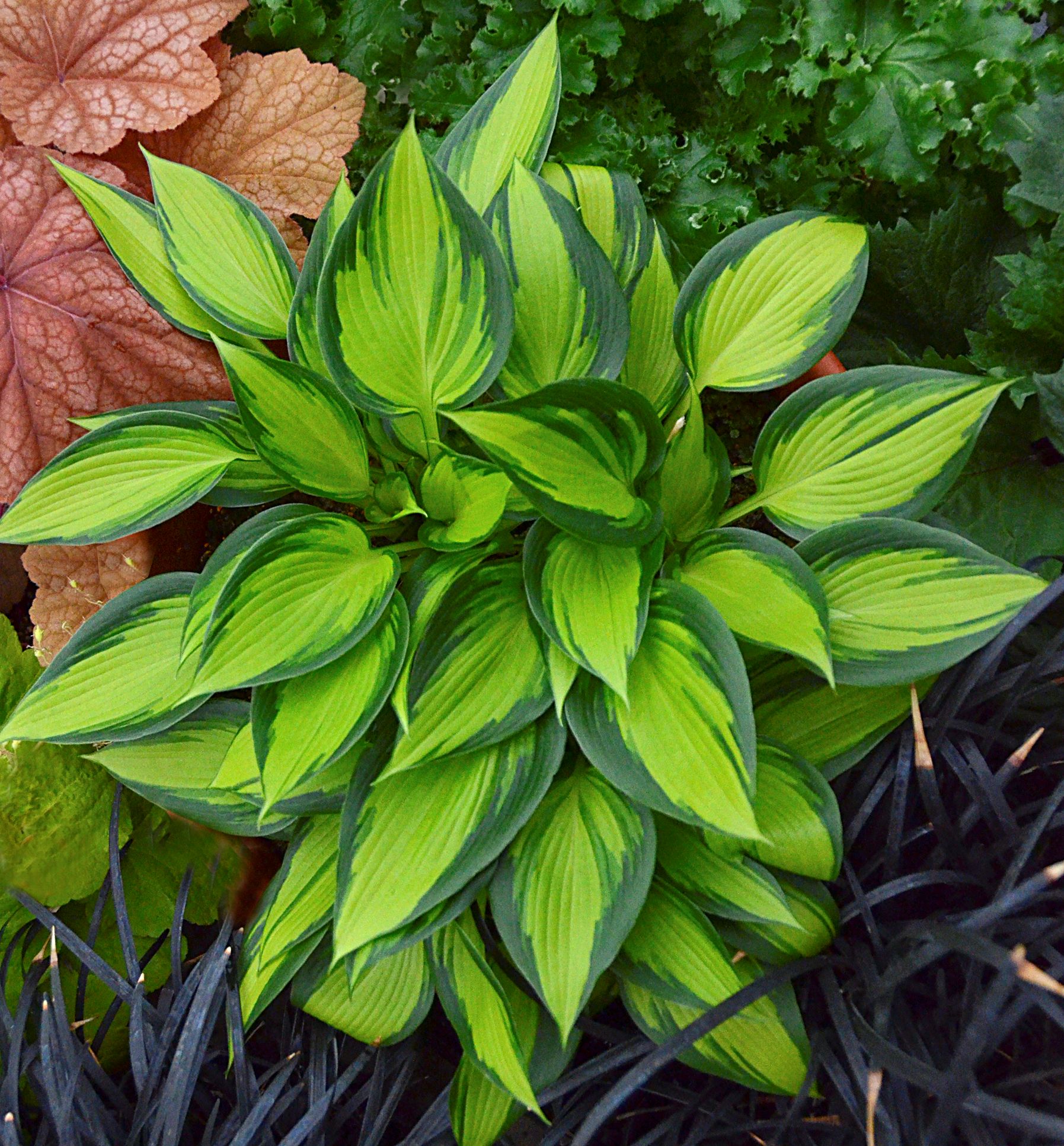 June Spirit Hosta | Natorp's Online Plant Store