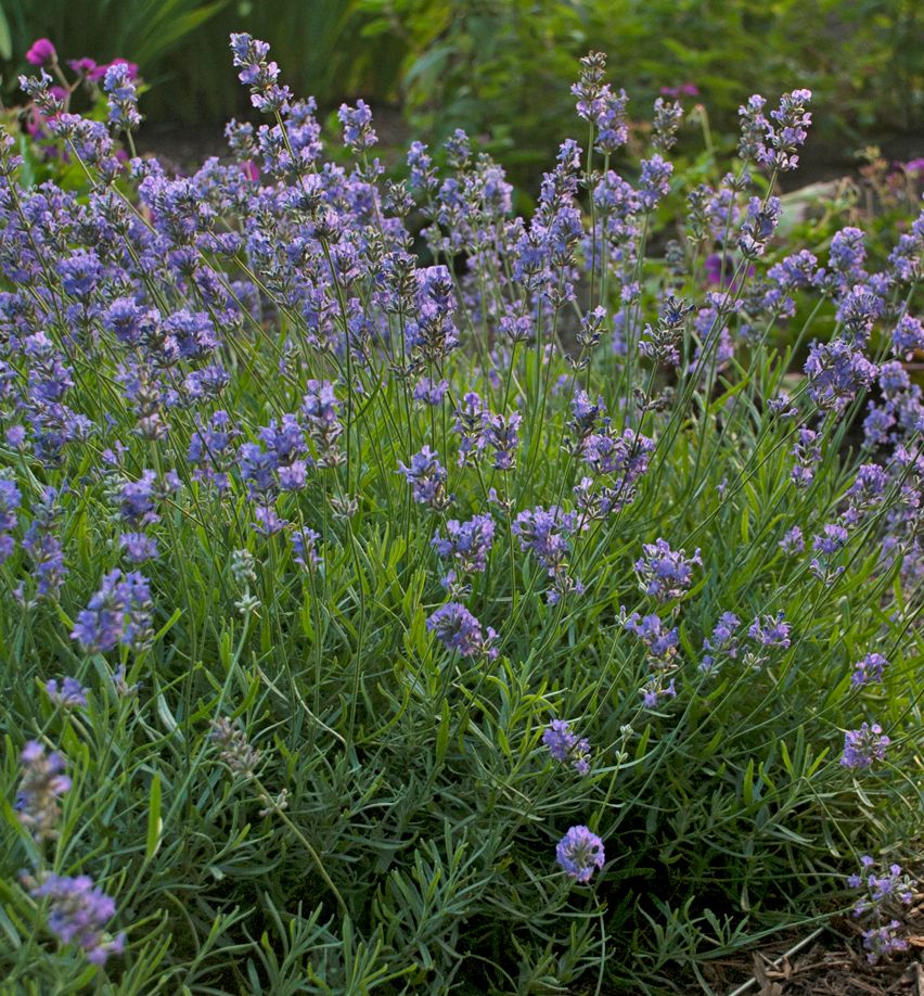 Blue Cushion Lavender 