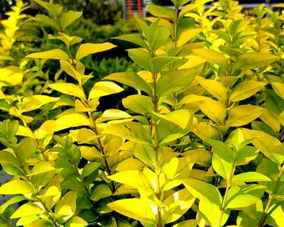 Golden Ticket Privet | Natorp's Online Plant Store
