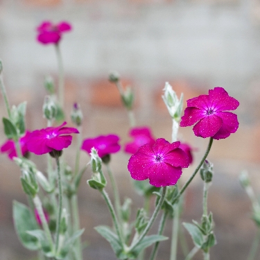 Rose Campion | Natorp's Online Plant Store