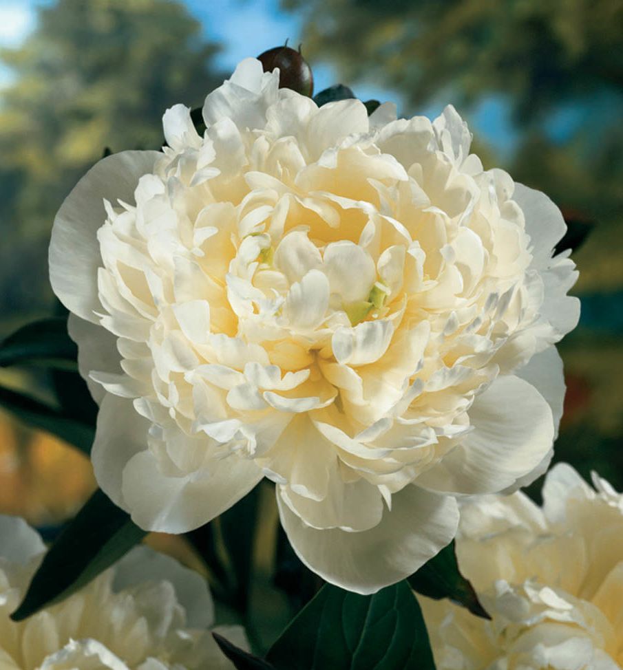 Duchess de Nemours Peony Natorp's Online Plant Store
