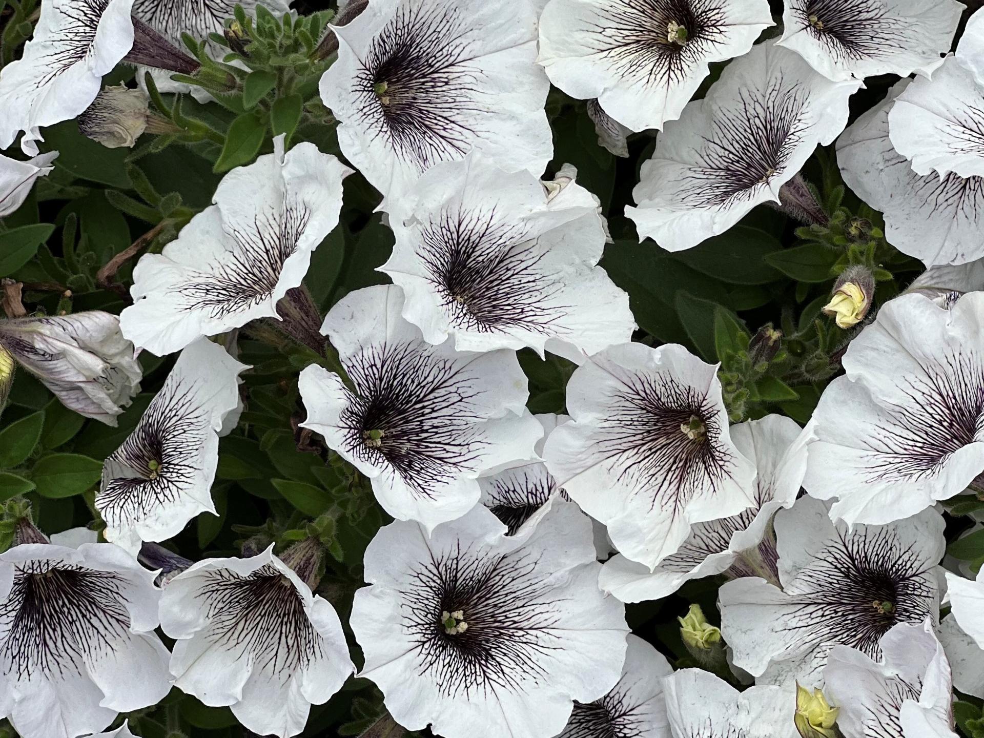 Crazytunia® Black and White Petunia | Natorp's Online Plant Store