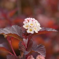 Ginger Wine® Ninebark | Natorp's Online Plant Store