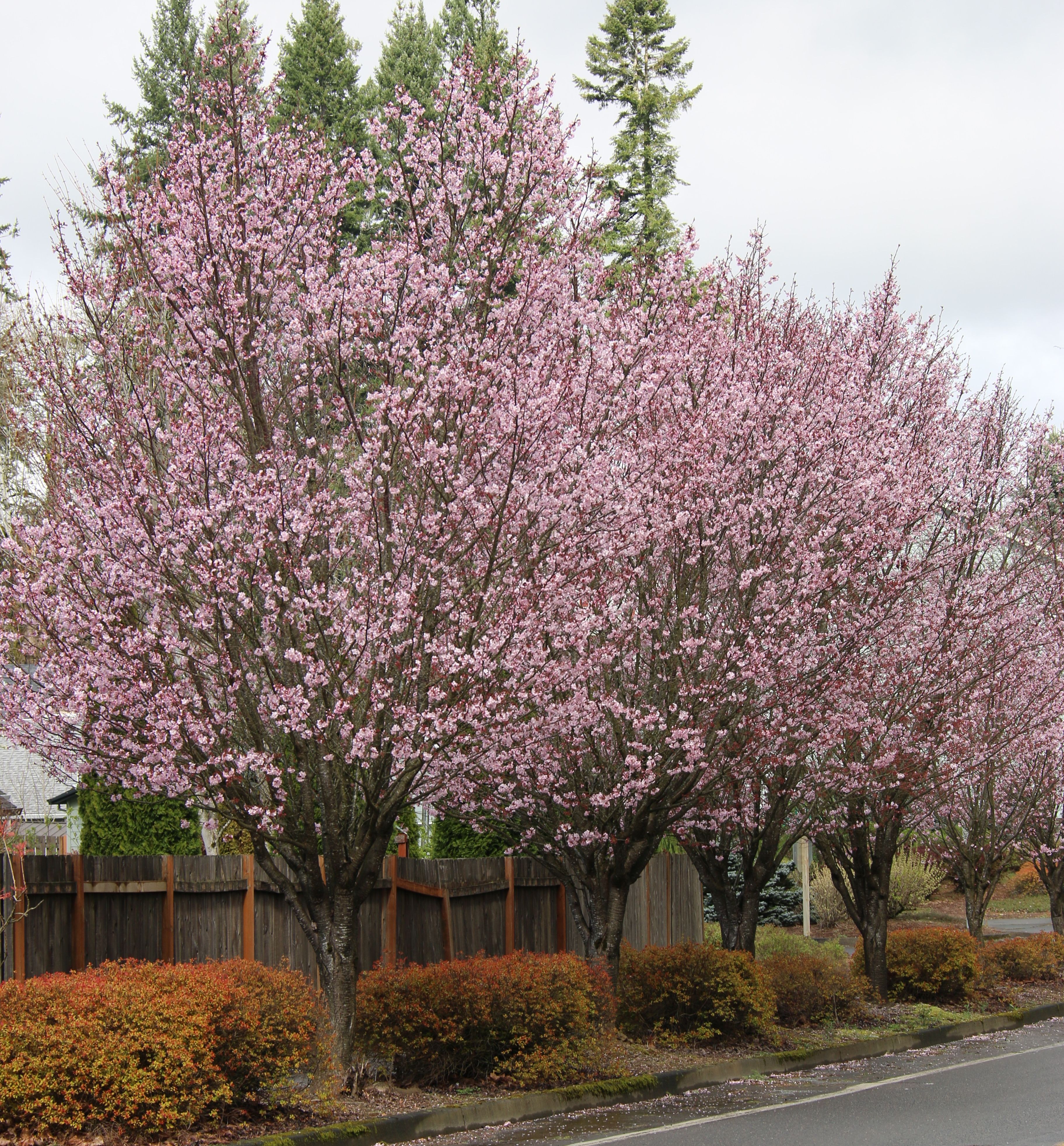 Pink Flair Sargent Cherry Natorp S Online Plant Store