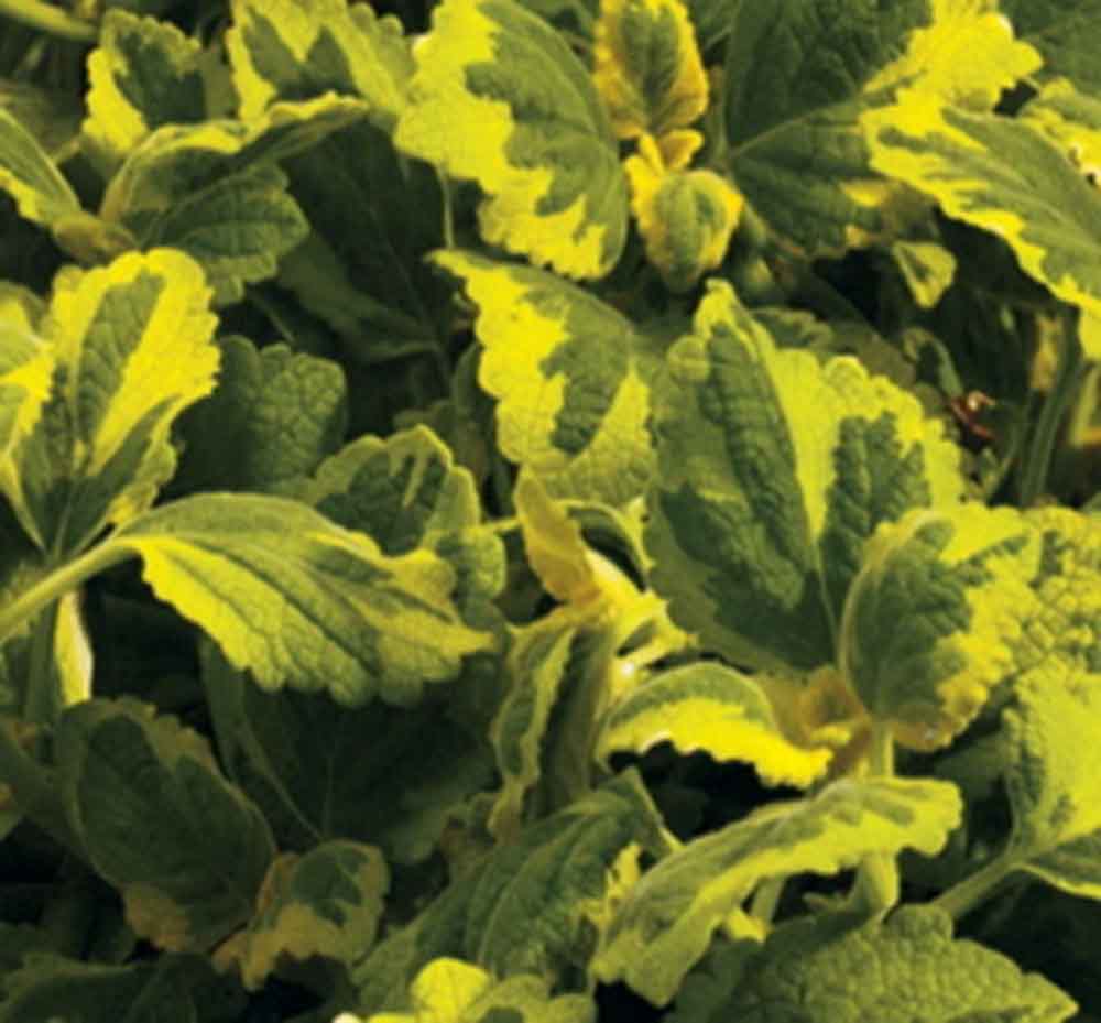 Lemon Twist Plectranthus | Natorp’s Online Plant Store