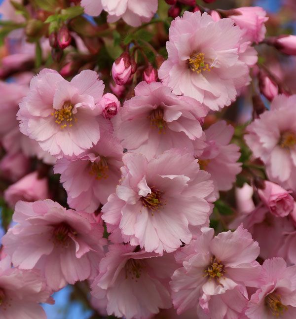 First Blush® Flowering Cherry | Natorp’s Online Plant Store