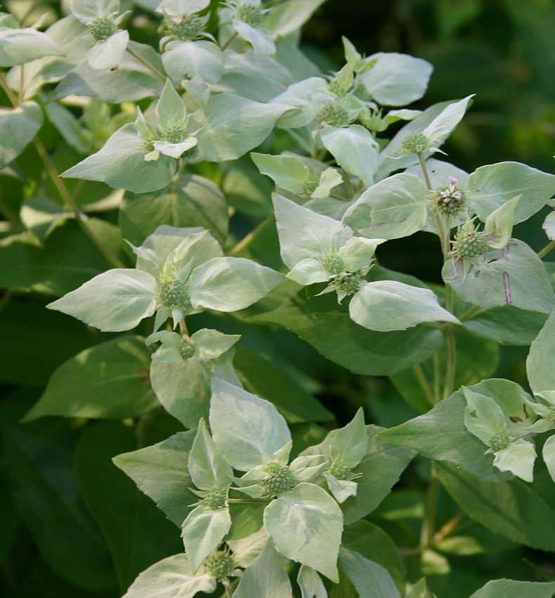 Clustered Mountain Mint Natorp's Online Plant Store