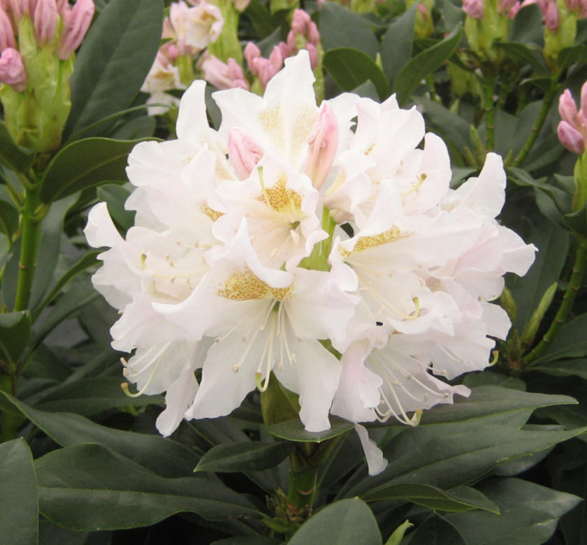 Cunningham's White Rhododendron | Natorp's Online Plant Store