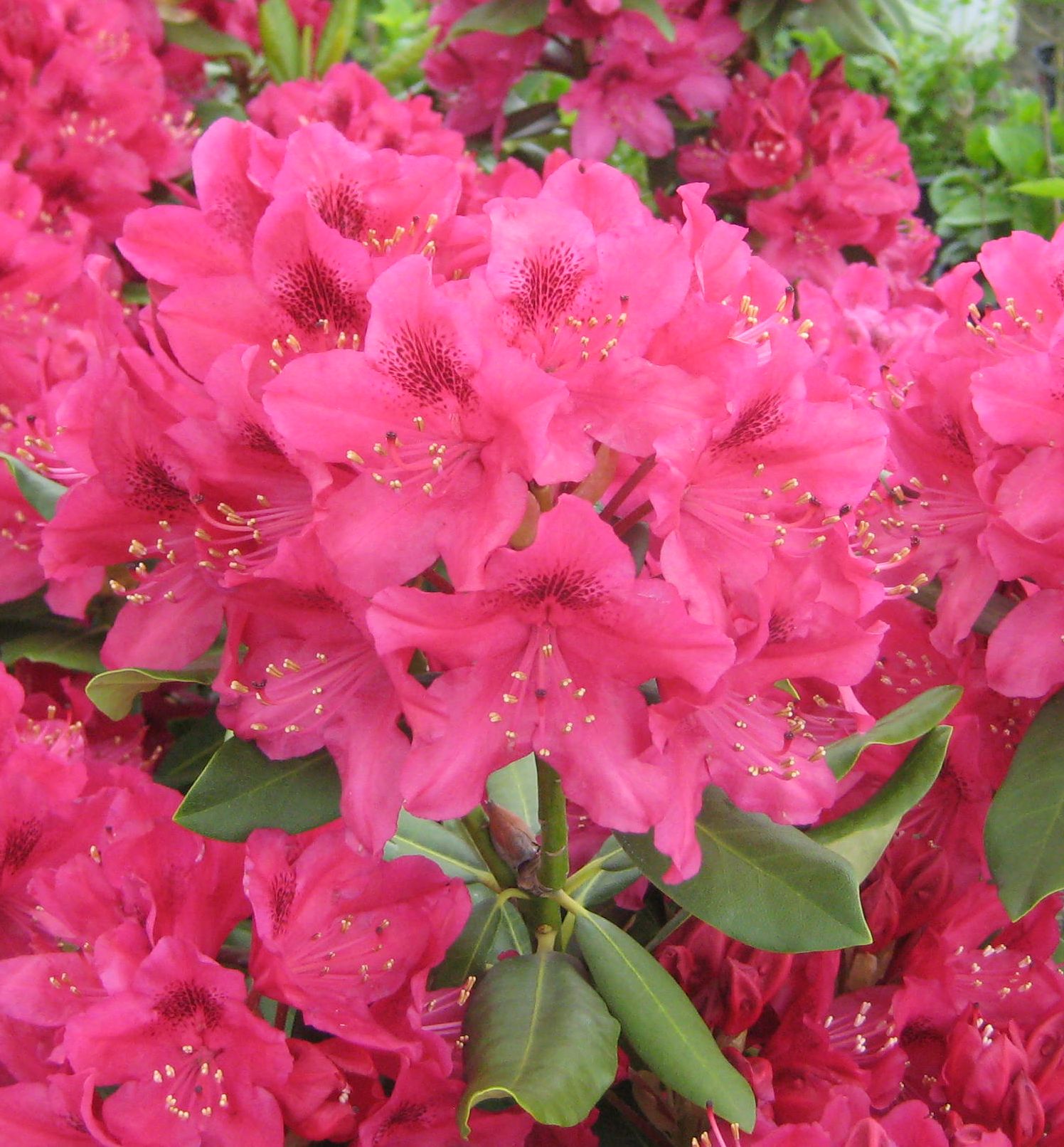 Nova Zembla Rhododendron | Natorp's Online Plant Store
