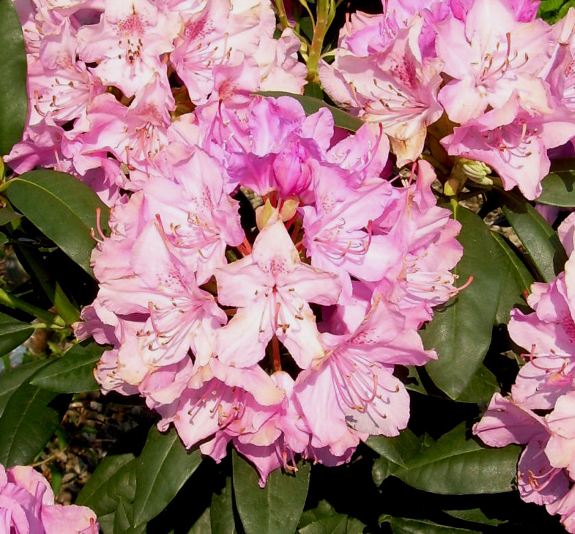 Elegant Rose Rhododendron (Roseum Elegan | Natorp's Online Plant Store