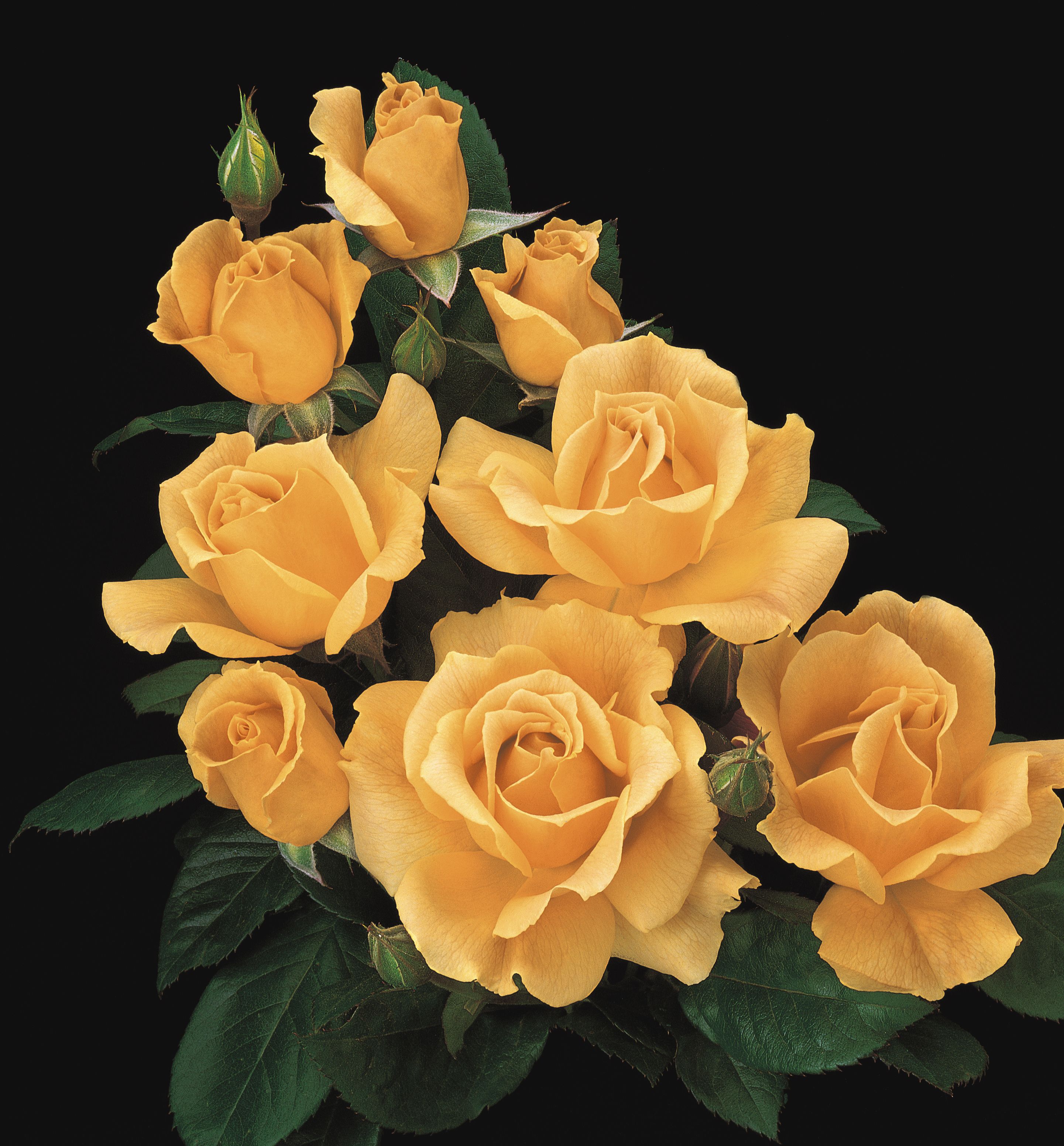 Easy Going™ Rose Natorp's Online Plant Store