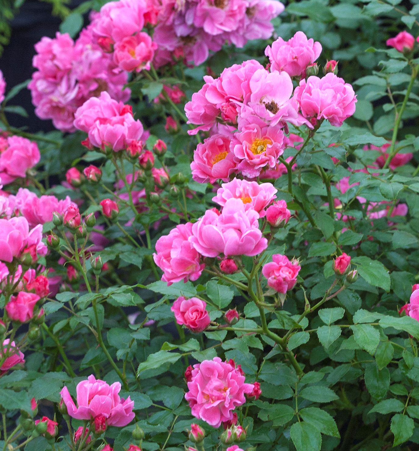 Oso Easy® Double Pink Rose Natorp's Online Plant Store