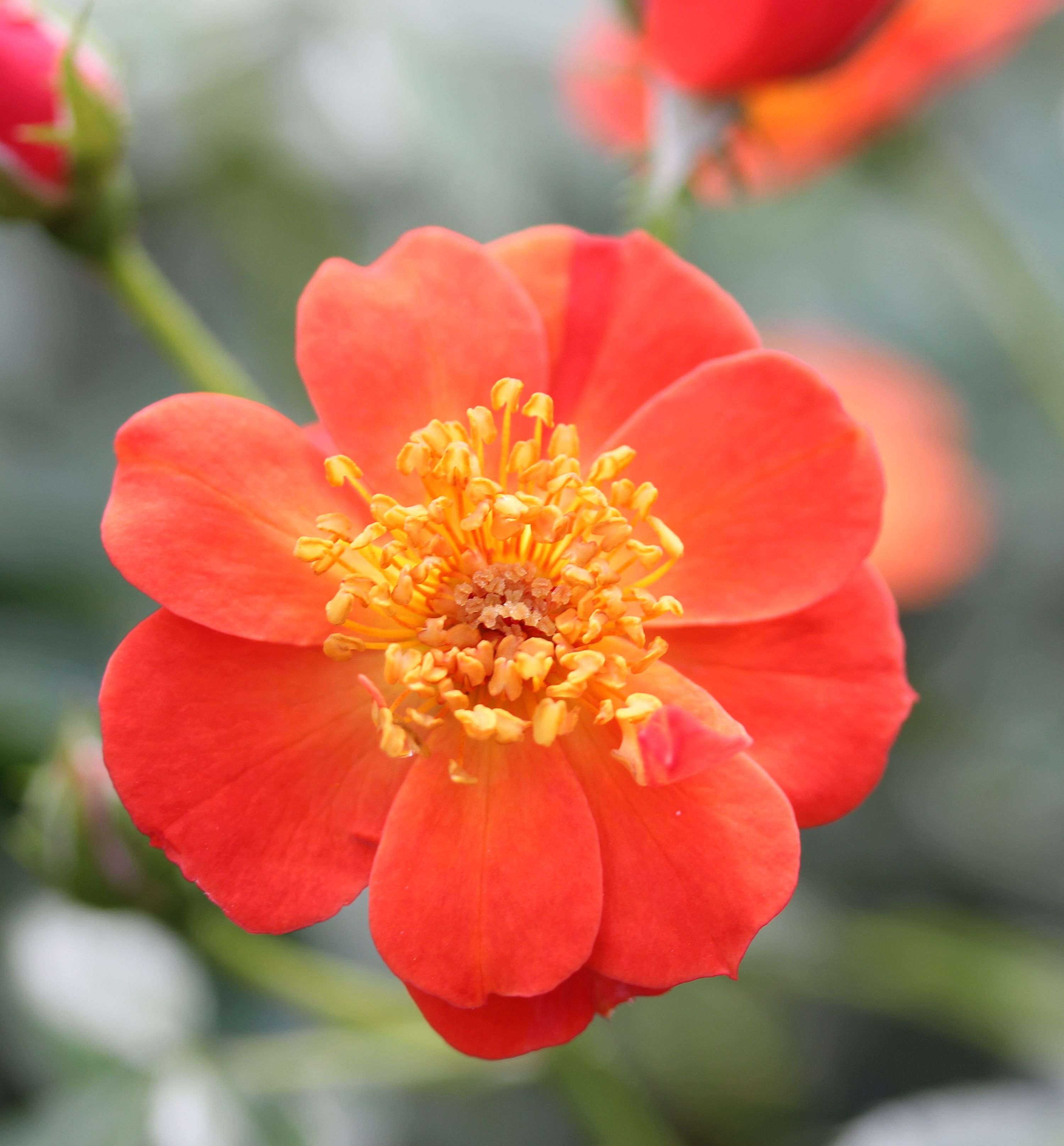 Oso Easy® Hot Paprika® Rose Natorp's Online Plant Store