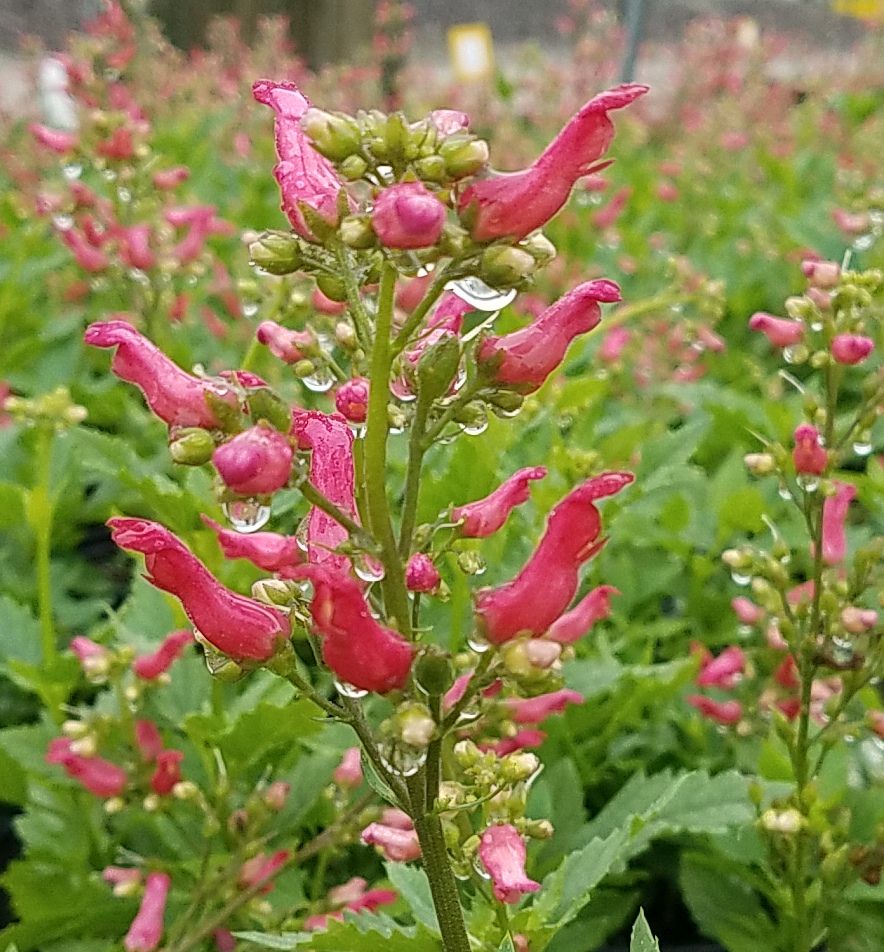 Red Birds In A Tree Natorp's Online Plant Store